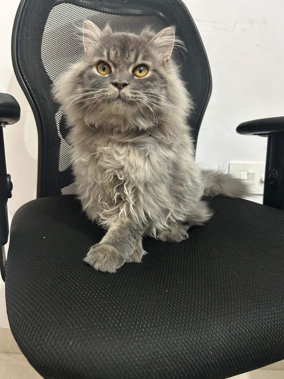 Leo the Persian cat